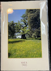 Robert's Card “Hug A Tree”