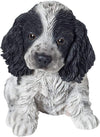 Sitting Cocker Spaniel