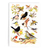 Samuel Lamont British Birds Cotton Tea Towel