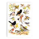 Samuel Lamont British Birds Cotton Tea Towel