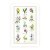 Samuel Lamont Botanic Garden Tea Towel 100% Cotton